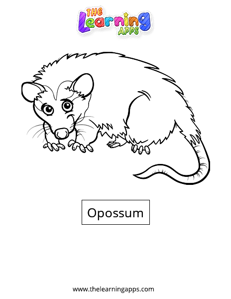 Opossum