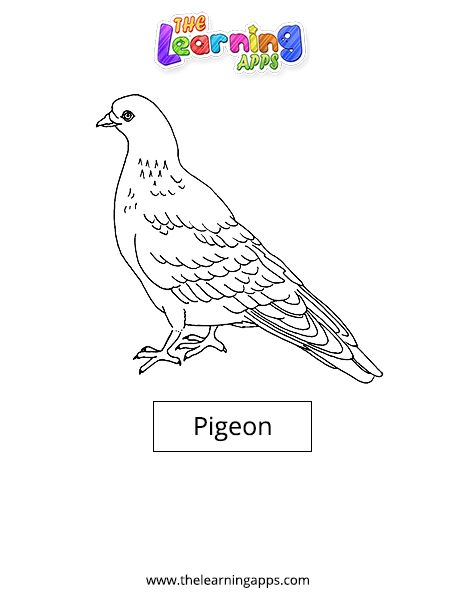 Pigeon