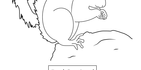 Red Squirrel Red Squirrel