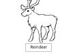 Reindeer