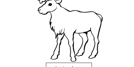 Reindeer Reindeer