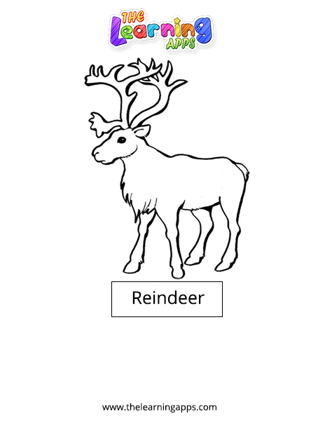 Reindeer