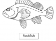 Rockfish