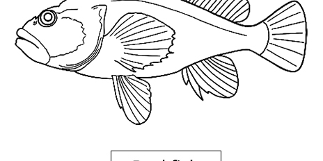 Rockfish