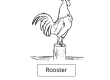 Rooster