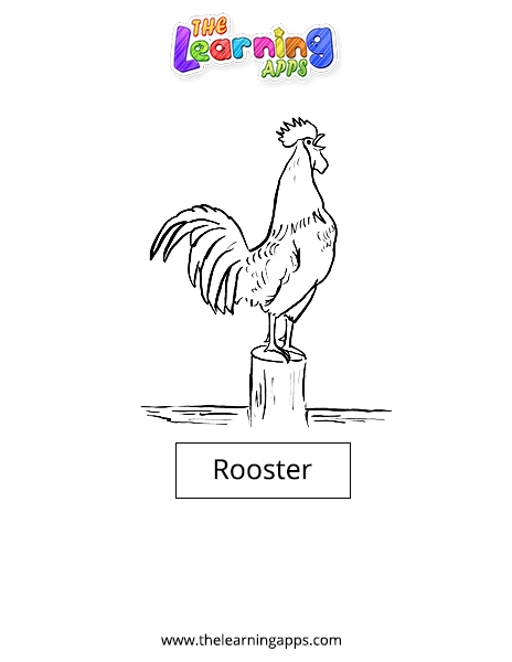 Rooster