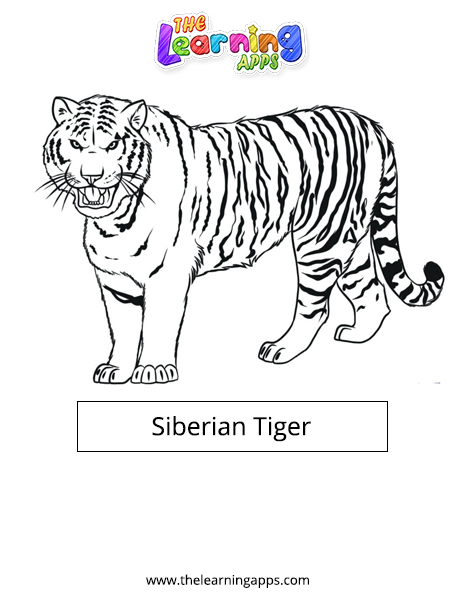 Siberian Tiger