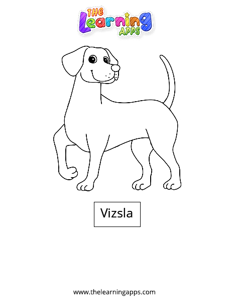 Vizsla