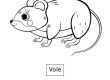 Vole