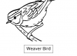 Weaver-Bird