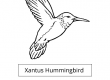 Xantus Hummingbird