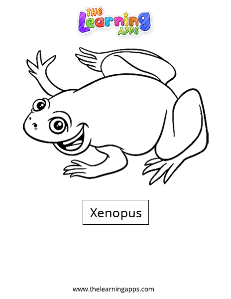 Xenopus