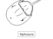 Xiphosura