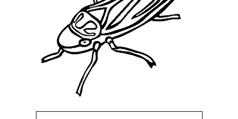 Xylophagous Leafhopper