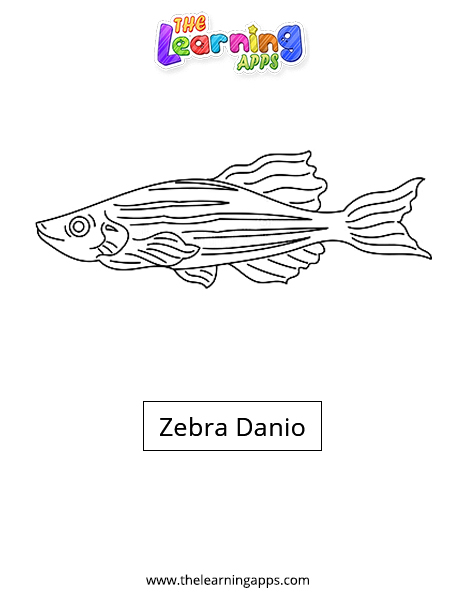 Zebra Danio