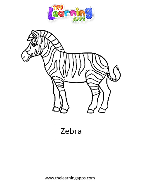 Zebra