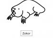 Zokor