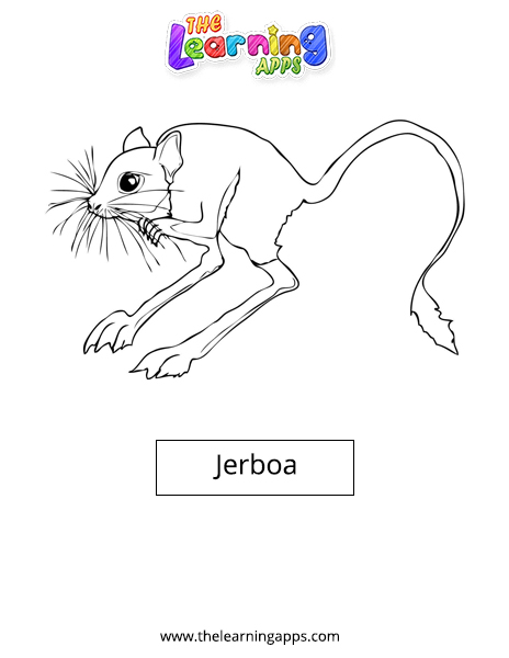 jerboa