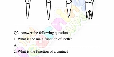 Human-Teeth-Worksheets-Grade-3-Activity-1