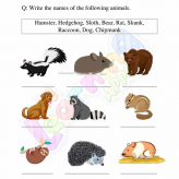 Omnivores-Worksheets-Grade-3-Activity-2