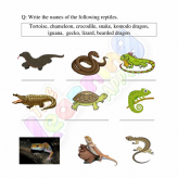 Reptiles-Worksheets-Grade-3-Activity-5