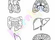 Body-Organs-Worksheets-Grade-3-Activity-1