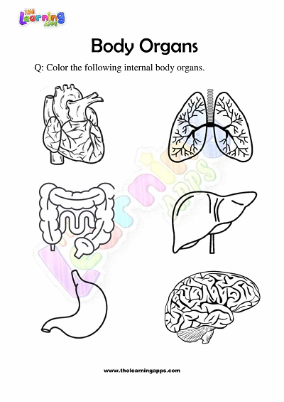 Download Free Printable Body Organs Worksheets for Grade 3