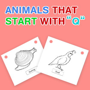 animals-that-start-with-q