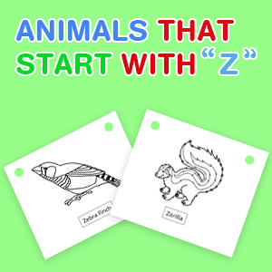 animals-that-start-with-z