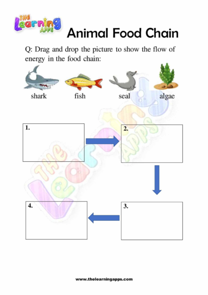 Animal Food Chain 04