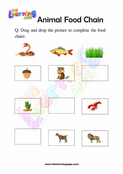 Animal Food Chain 05