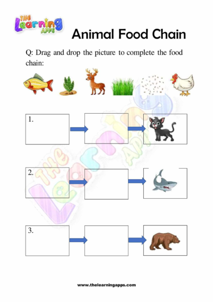 Animal Food Chain 07