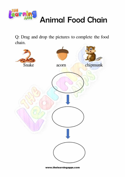 Animal Food Chain 08