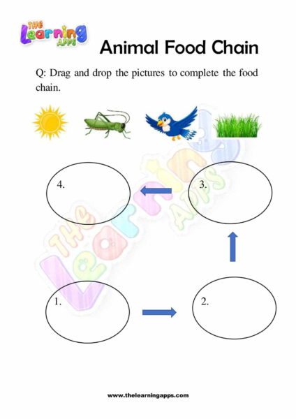 Animal Food Chain 09