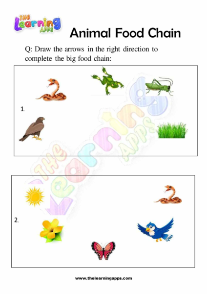 Animal Food Chain 10