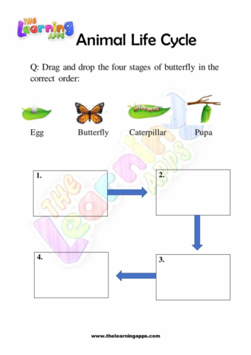 Animal Life Cycle 01