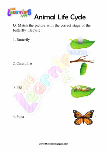 Animal_Life_Cycle_02_(1)_(1)