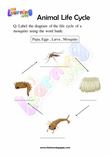 Animal_Life_Cycle_07_(1)_(1)