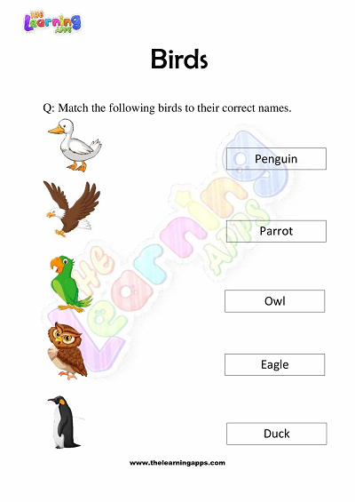 Birds-Worksheets-Grade-3-Activity-1