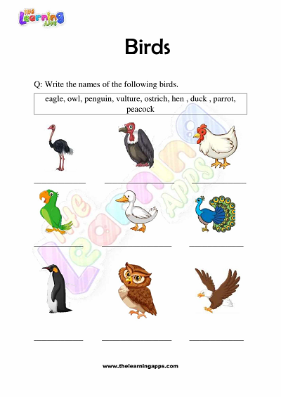 Download Free Printable Birds Worksheets for Grade 3