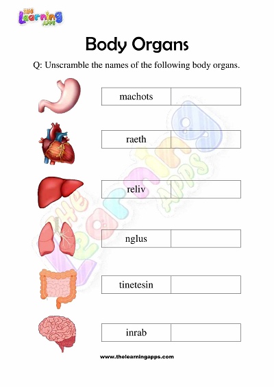 Body-Organs-Worksheets-Grade-3-Activity-5