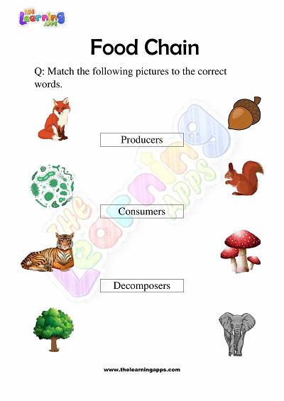 Food-Chain-Worksheets-Grade-3-Activity-9