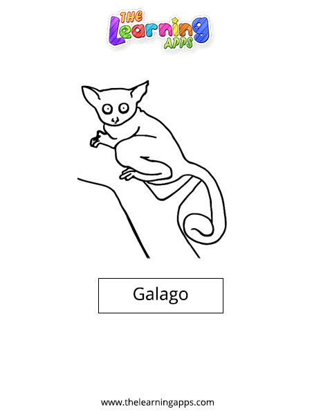 Galago