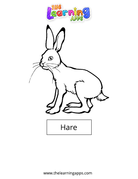 Hare