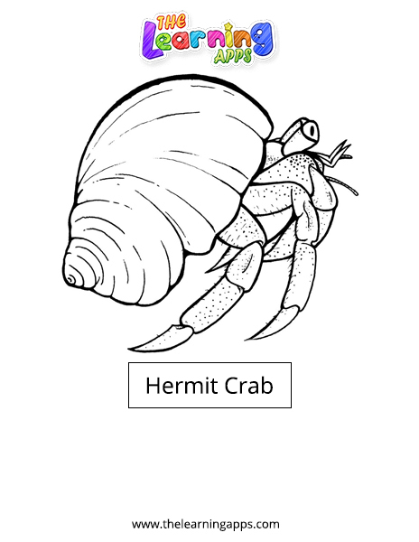 Hermit crab