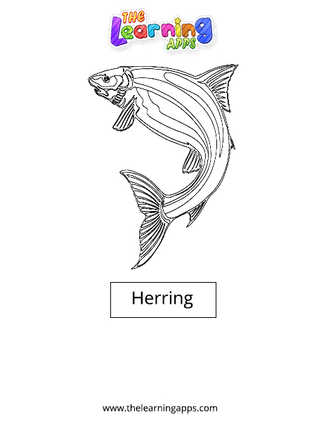 Herring