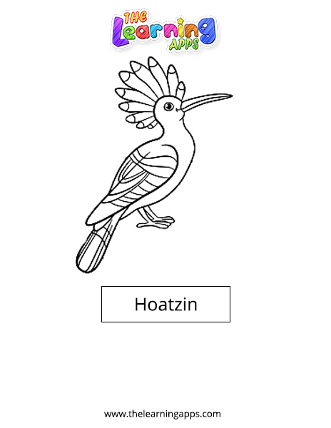 Hoatzin