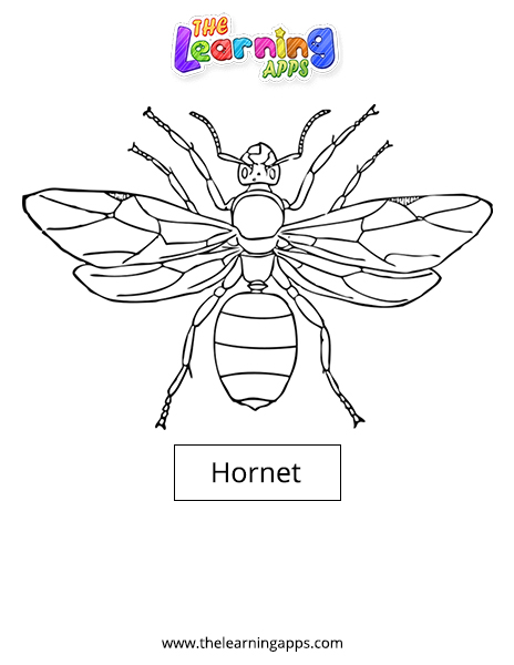 Hornet