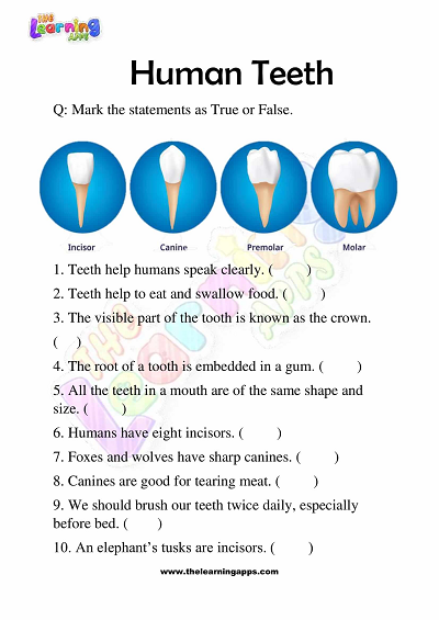 Human Teeth Worksheets for Grade 3 – Activity 4