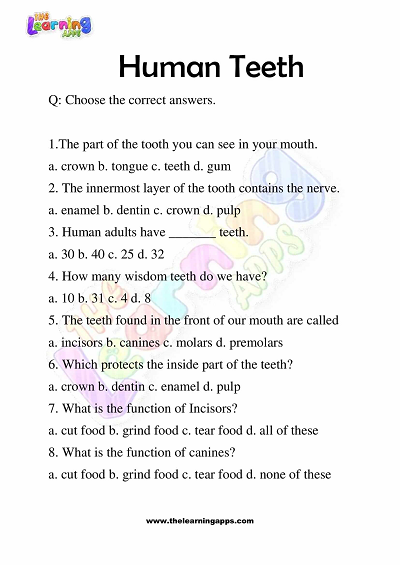 Human Teeth Worksheets for Grade 3 – Activity 5